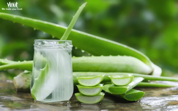 Top 4 Best Aloe Vera Drink For Your Health 4 Health Benefits of Basil Seeds 2023 07 17T145501.587