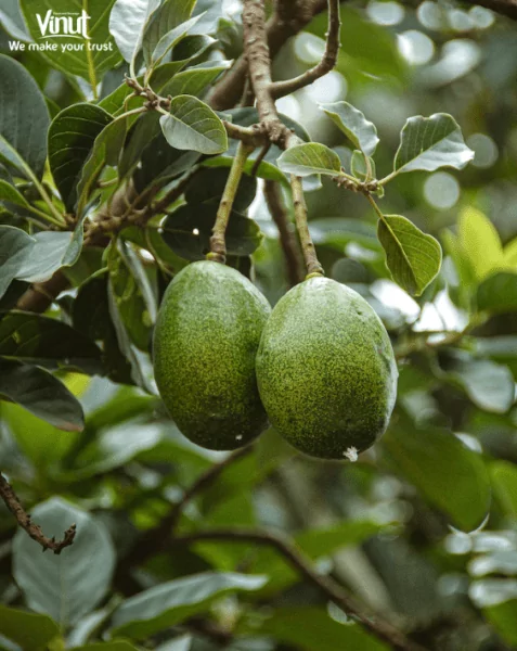 VINUT_Avocado, scientifically known as Persea americana VINUT_Avocado, scientifically known as Persea americana