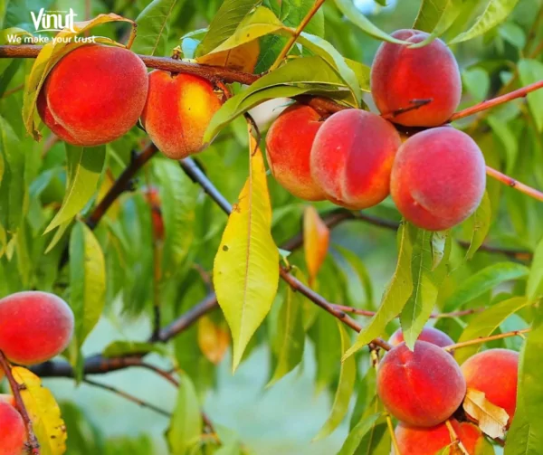 VINUT_Red Haven Peaches VINUT_Red Haven Peaches