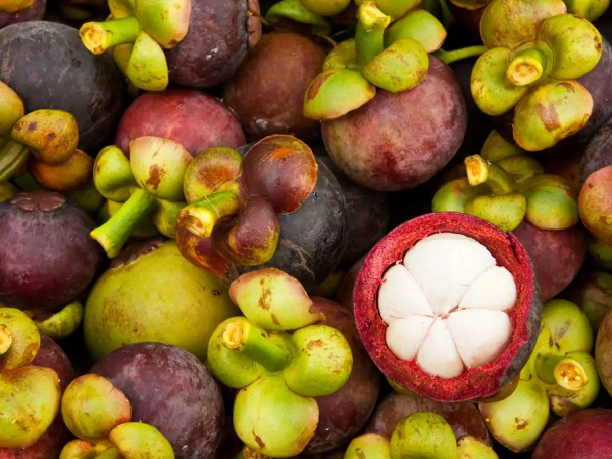 Mangosteen with Collagen Side Effects, Benefits, and Arthritis Relief