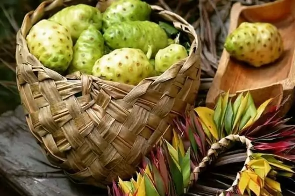 Noni Juice Benefits 4 Noni Juice Benefits