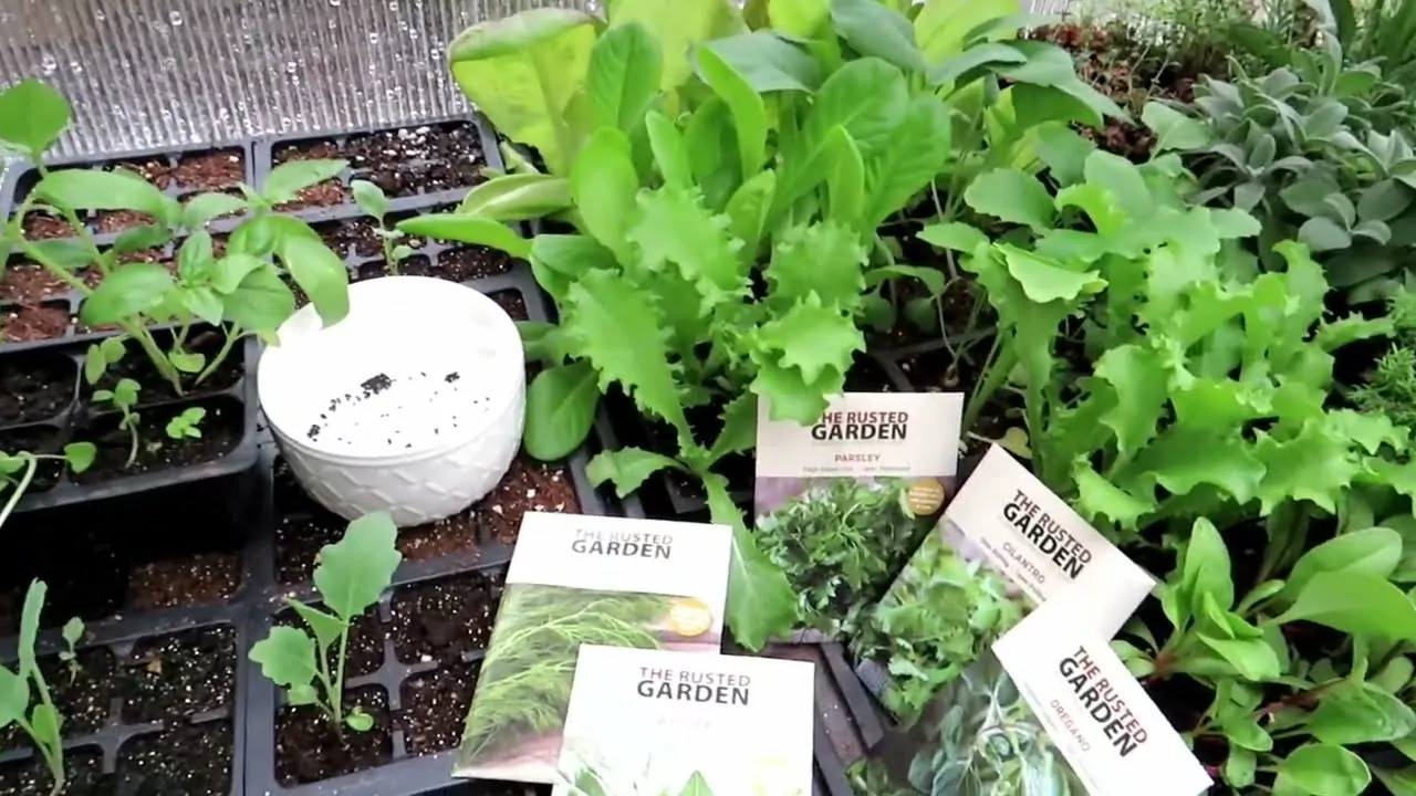 The Benefits of Basil Seeds You Need to Know in 2023
