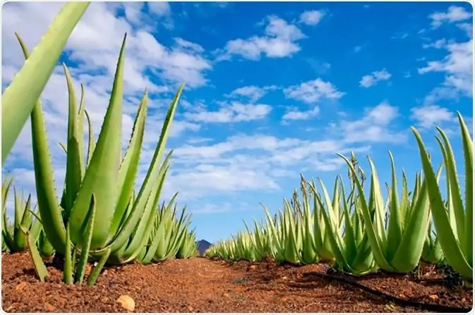 The Incredible Benefits of Aloe Vera for Health Unlocking the Power of Nature