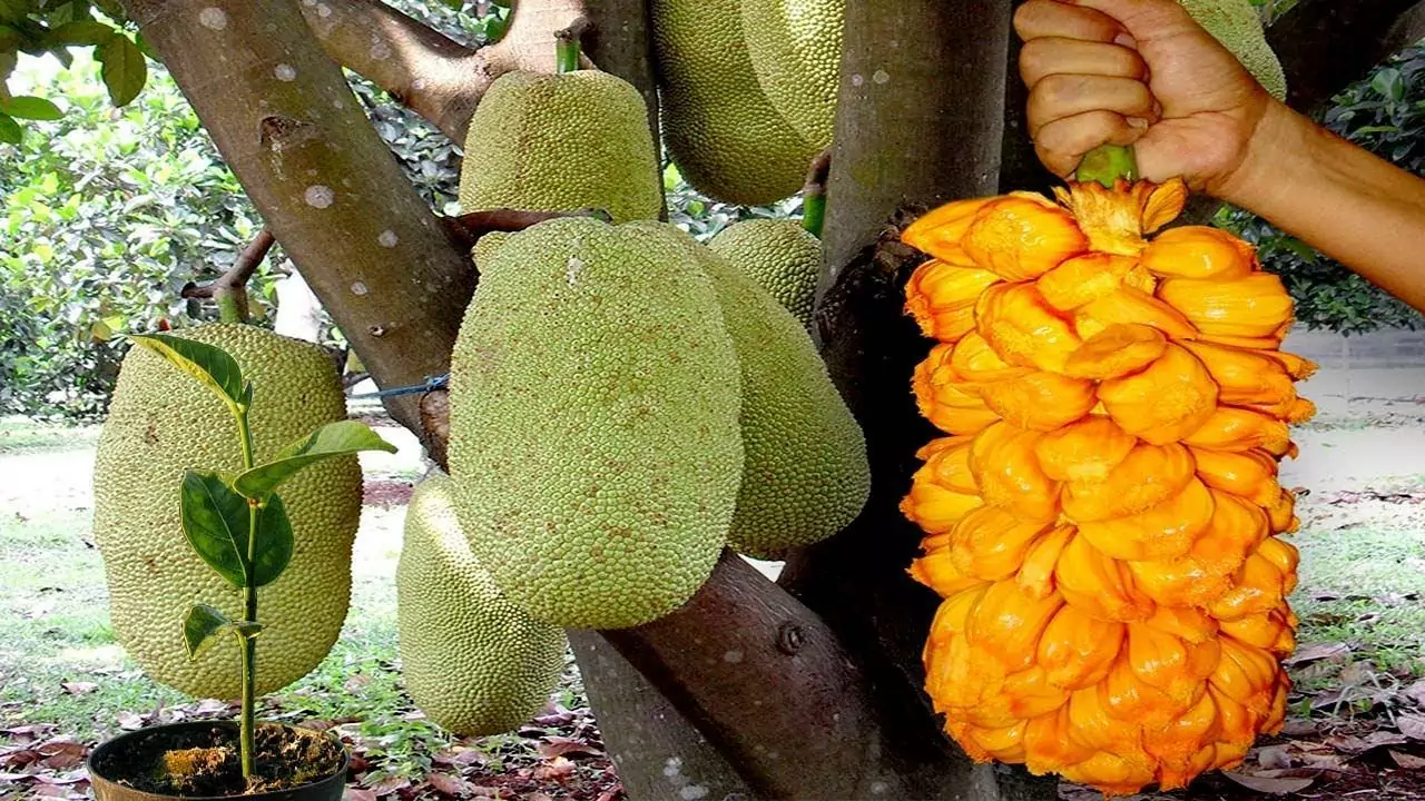 The Most Delicious Tropical Fruits of Vietnam 2023