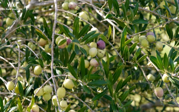 VINUT_Olives Description VINUT_Olives Description