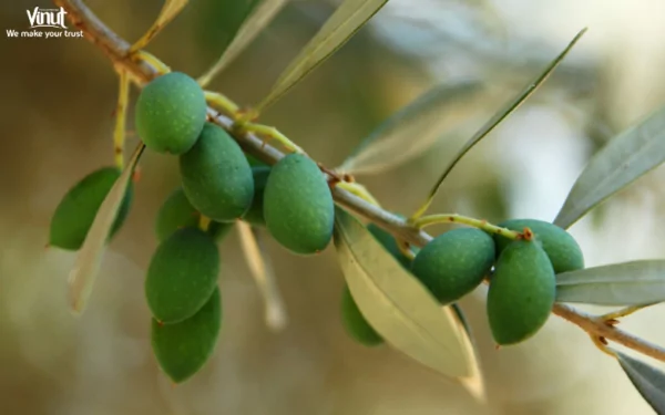 VINUT_Green Olives VINUT_Green Olives