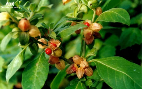 VINUT_Ashwagandha VINUT_Ashwagandha
