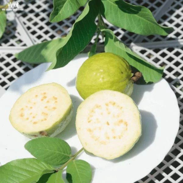 VINUT_White Indian Guava VINUT_White Indian Guava