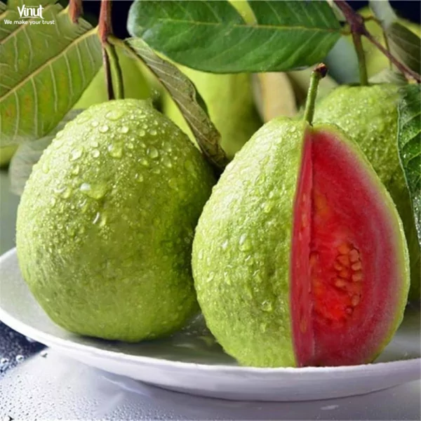 VINUT_Apple Guava VINUT_Apple Guava