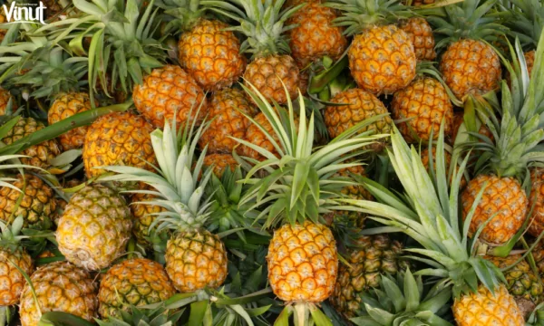 VINUT_The Origins of the Pineapple VINUT_The Origins of the Pineapple