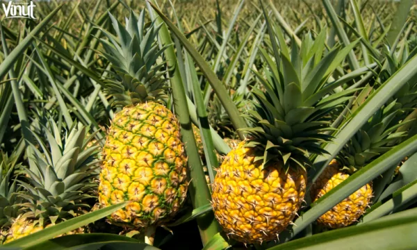VINUT_Cultivating Pineapples: From Farm to Table VINUT_Cultivating Pineapples: From Farm to Table