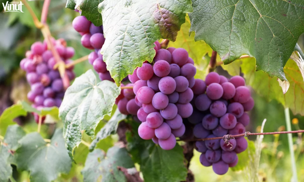 Top 10 Popular Fruits Around The World 6 VINUT_Grapes