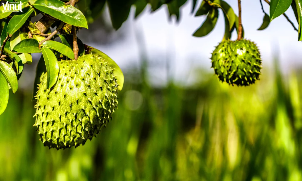 Soursop: Discovering the Special Tropical Fruit 2 VINUT_What Is Soursop?