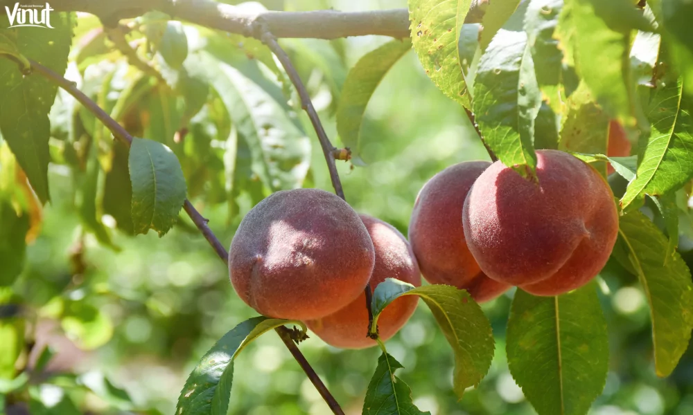 VINUT_Growing Your Own Peach Tree