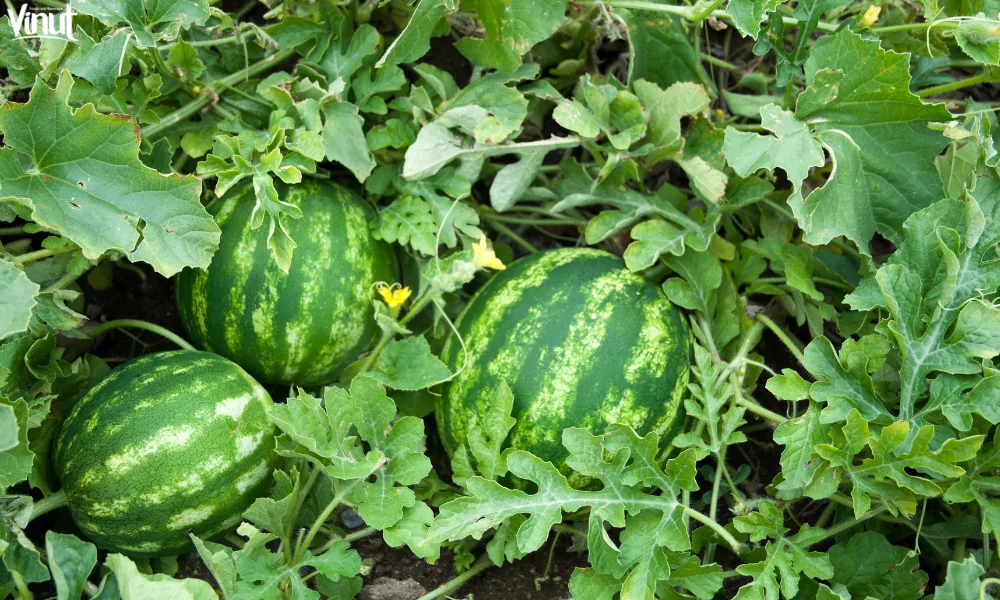 Watermelon: Nature's Refreshing Gift and 4 Creative Ways to Enjoy 3 VINUT_Appearance