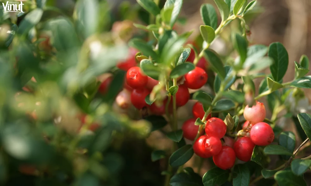 Cranberry Juice: From Health Benefits to Culinary Delights 2 VINUT_The Cranberry’s Origins