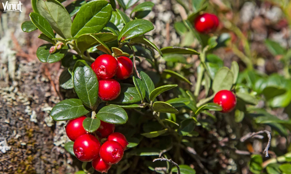 Cranberry Juice: From Health Benefits to Culinary Delights 3 VINUT_Nutritional Powerhouse