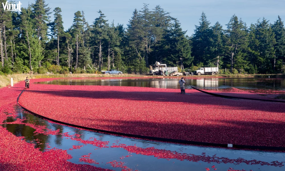 Cranberry Juice: From Health Benefits to Culinary Delights 10 VINUT_ranberries are often harvested by flooding the fields