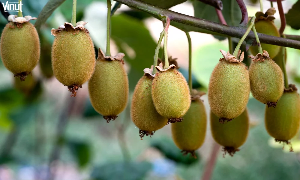 The Kiwi Fruit: Nature's Green Jewel and 4 Outstanding Nutritional Benifits 3 VINUT_Vitamin C Galore