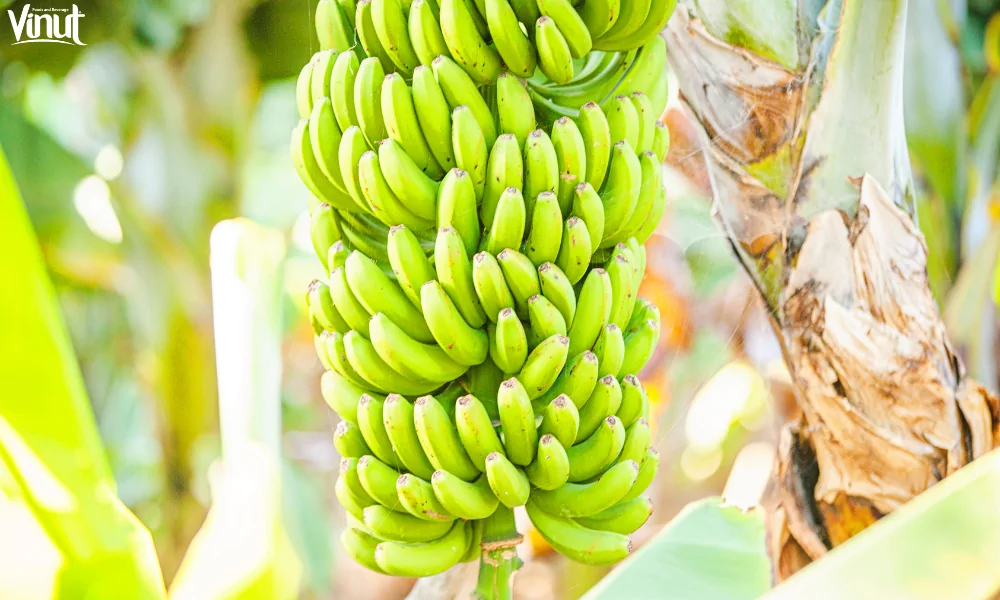 Banana: From Tropical Forests to Delicious Dish 3 VINUT_Cultivation and Types