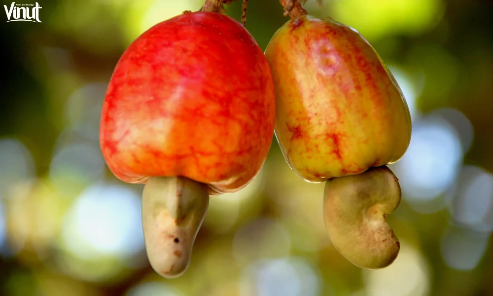 Cashew Fruit: Exploring This Fascinating Fruit 3 VINUT_Nutritional Value