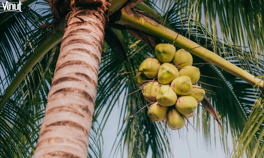 Coconut Milk: Top 5 Amazing Health Benefits 7 VINUT_Cultivation and Harvesting of Coconuts