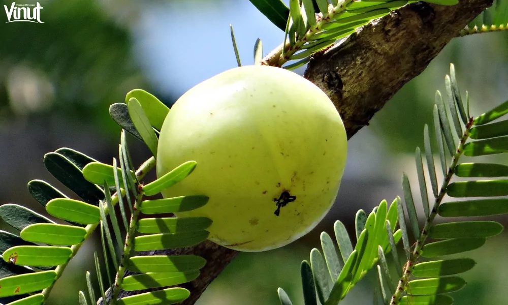 Amla Juice: Discover the Incredible Health Benefits 4 VINUT_Amla Juice: Potential Side Effects and Precautions