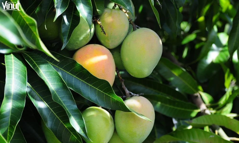 Vietnamese Mango: Main Features and Cultivation 3 website 14 1