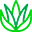 Aloe Vera Drink