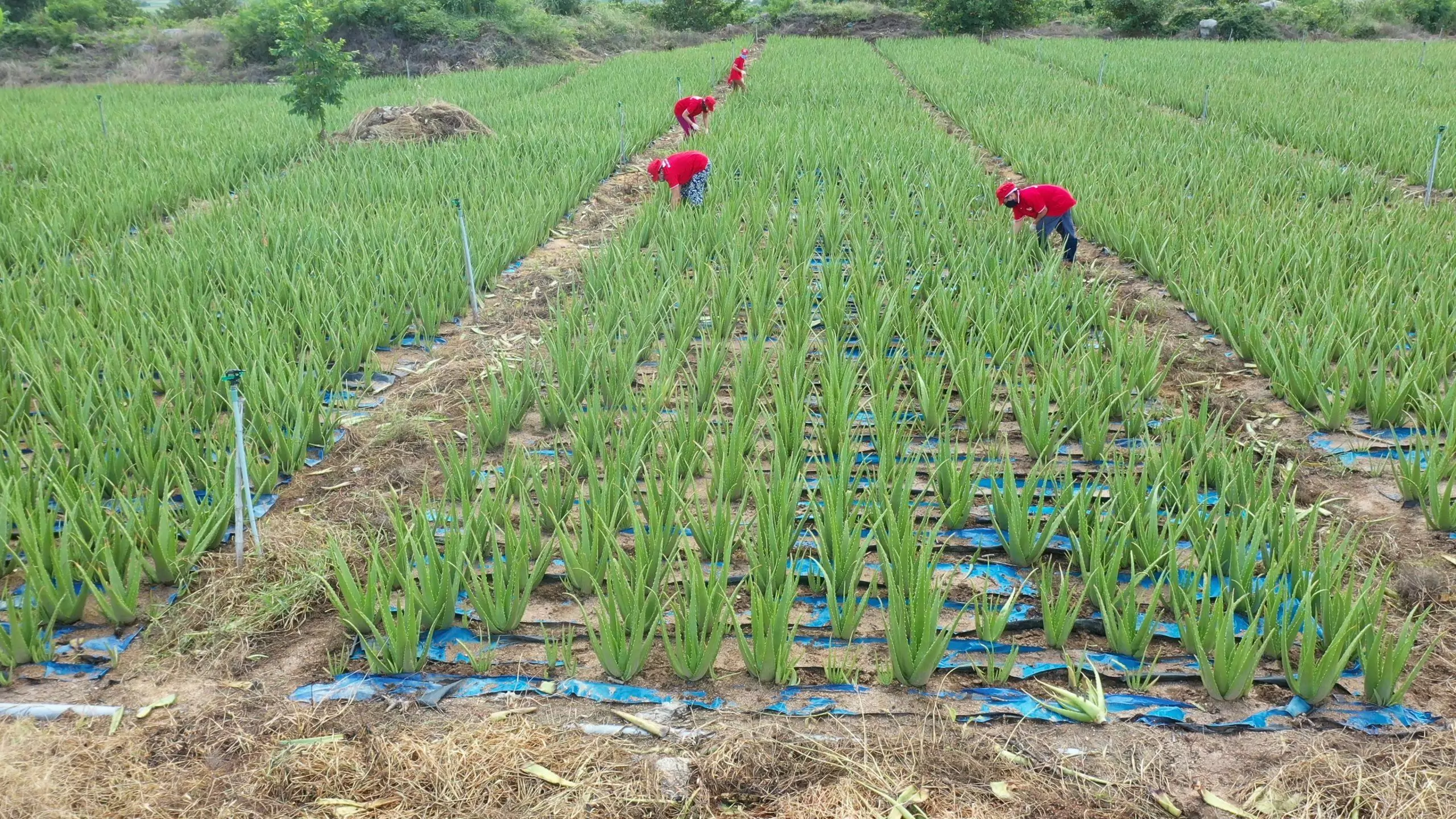 VINUT aloe vera scaled