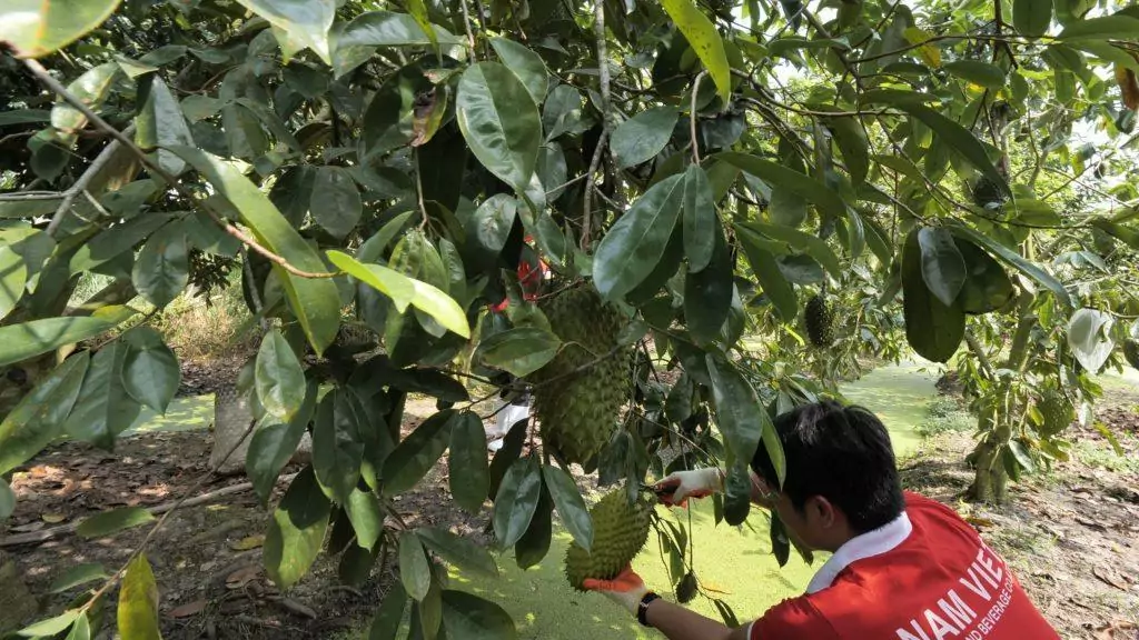 500ml VINUT Bottle Soursop Juice with Collagen 1 a person picking up a fruit from a tree