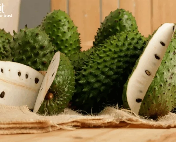 Soursop Juice: A Tropical Superfood for Detox and Digestion 15 VINUT_ What is Sourop?