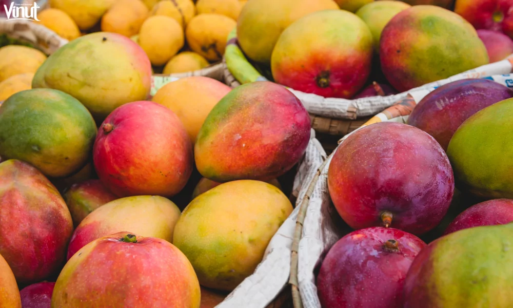 Exploring the World's Top 10 Popular Fruits 25 VINUT_Mangoes