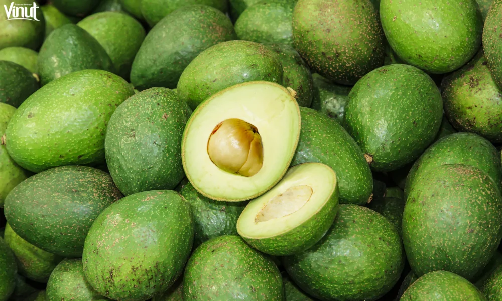 Exploring the World's Top 10 Popular Fruits 26 VINUT_Avocado