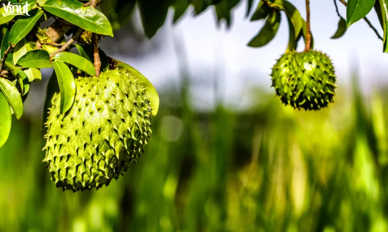 What's Special in Soursop Juice? 21 VINUT_What Is Soursop?