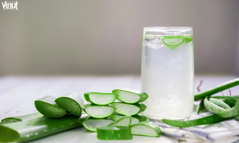 Unlocking the Health Secrets of Aloe Vera Drinks 21 VINUT_Is Aloe Vera Drink Safe?
