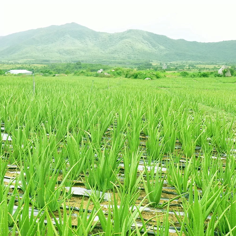 Vinut-Farm-(4)