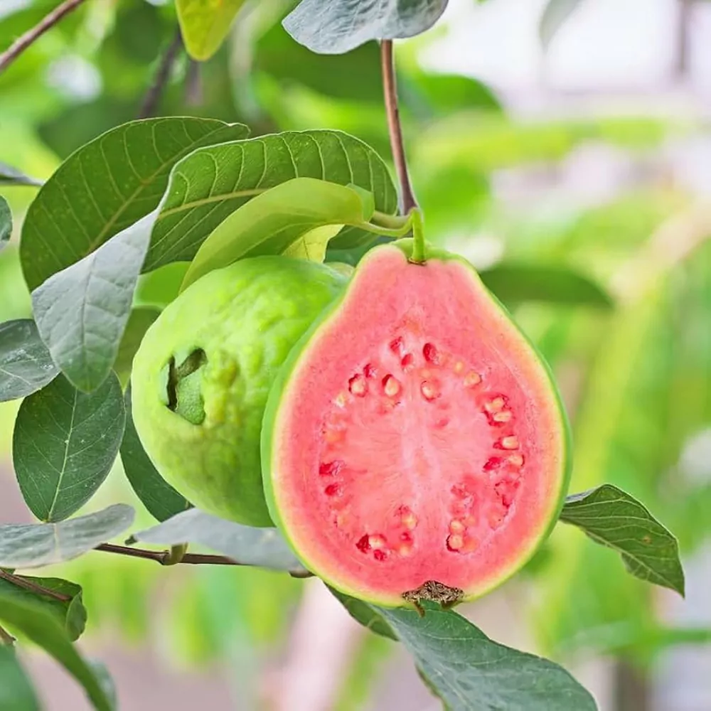 Vinut Trust 320g 100% Natural Instant Pink Guava Powder