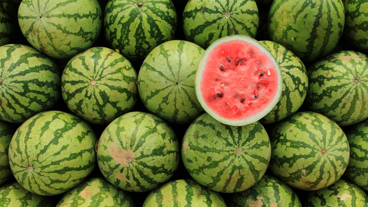 Top 5 Health Benefits of Watermelon Juice for Hydration and More 16 VINUT_Watermelon Introduction