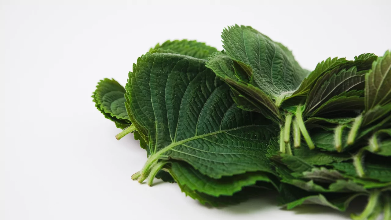 Perilla Leaf – The Super Ingredient for Global Wellness Trends 6 VINUT_Perilla (Perilla frutescens) is a leafy herb from the mint family, traditionally grown in East Asia