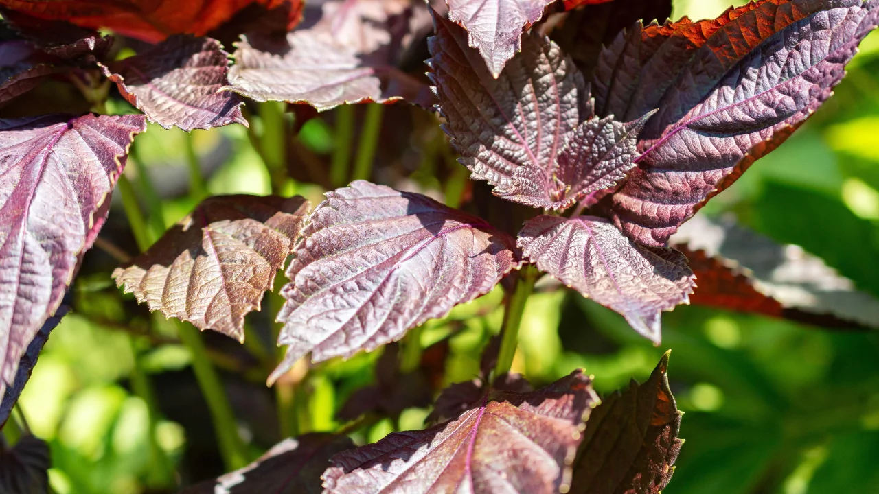 Science-Backed Health Benefits of Perilla Leaf – Latest Global Research 6 VINUT_The Power of Plant-Based Ingredients