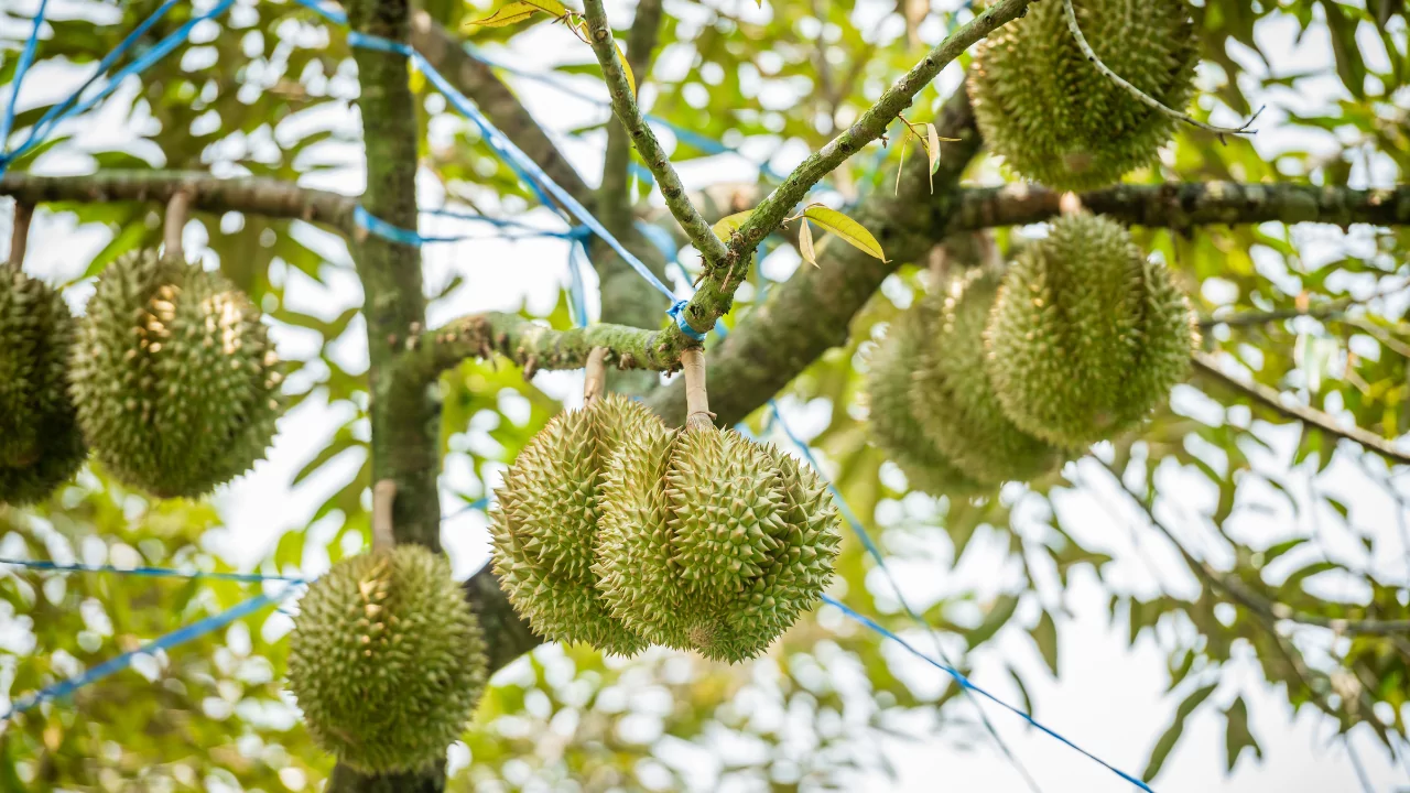 The Health Benefits of Durian: A Nutrient-Dense Tropical Fruit 7 VINUT_Durian (Durio zibethinus), often referred to as the "king of fruits"