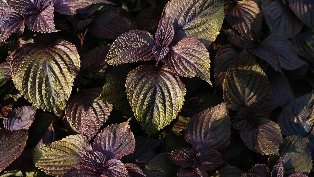 Perilla Leaf Extract: The Secret Behind VINUT’s Nutritious Beverages 5 VINUT_Expert Market Analysis
