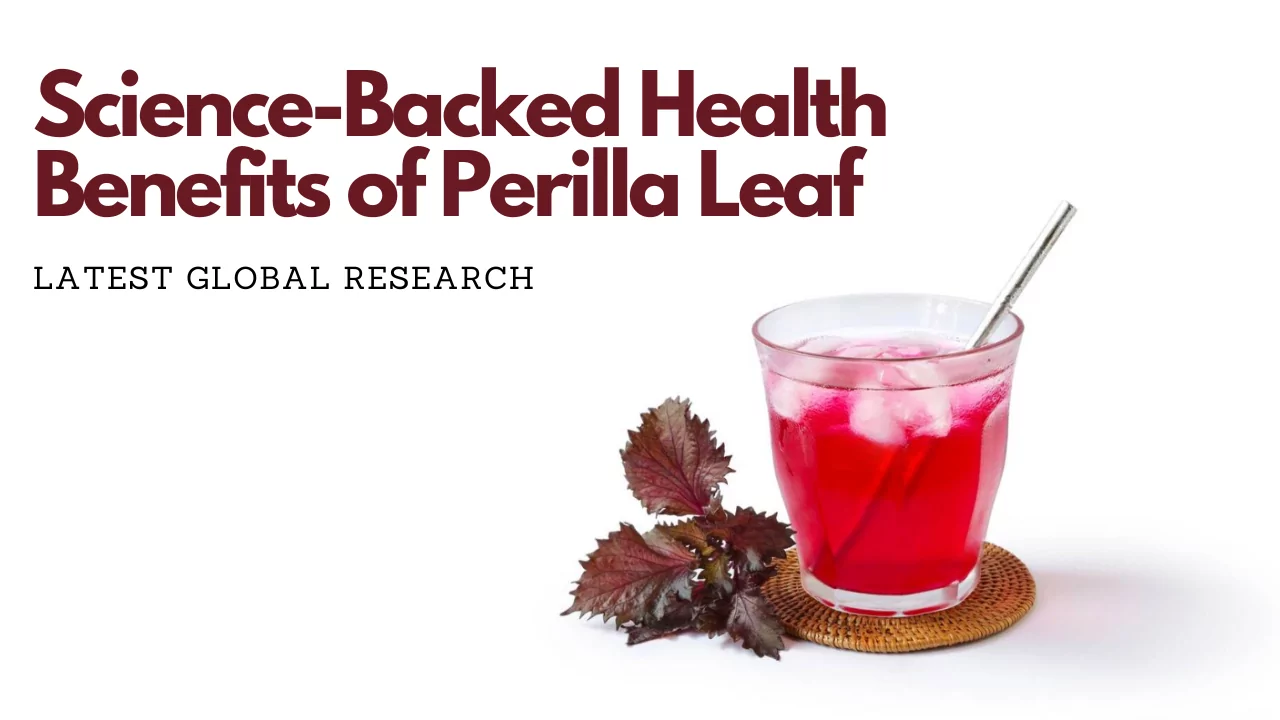 Science-Backed Health Benefits of Perilla Leaf – Latest Global Research 4 Science-Backed Health Benefits of Perilla Leaf – Latest Global Research