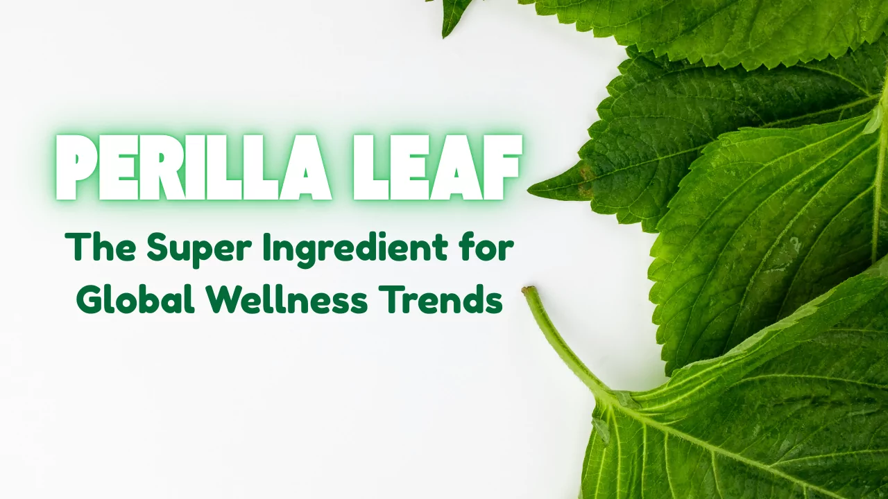 Perilla Leaf – The Super Ingredient for Global Wellness Trends