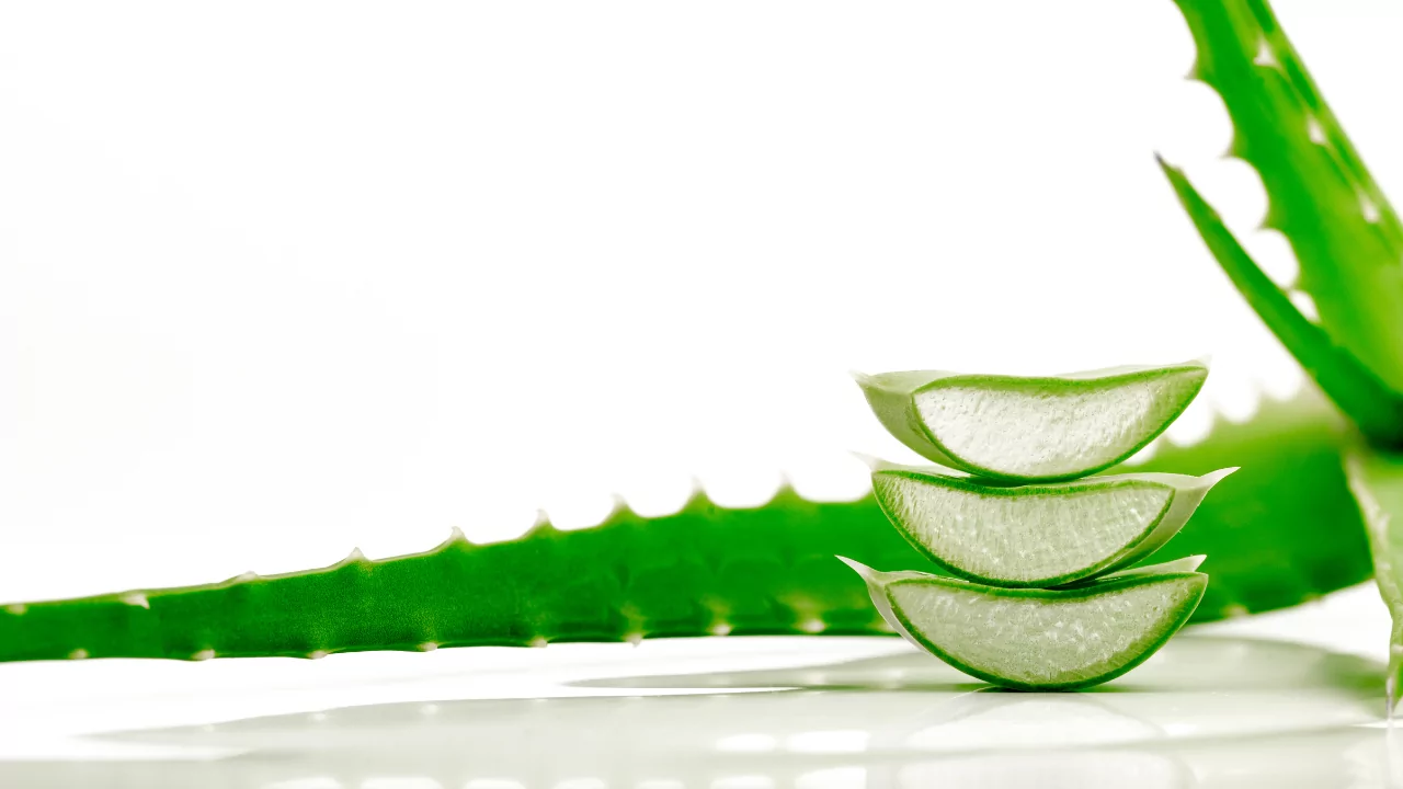 Unlocking the Health Secrets of Aloe Vera Drinks 15 Aloe vera (Aloe barbadensis Miller) has been widely recognized for centuries for its healing properties, especially in skin care and wound treatment.