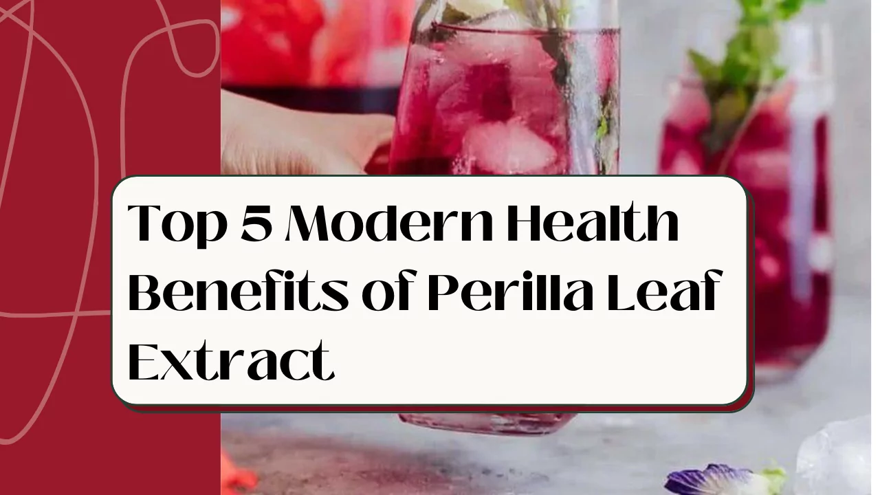 Top 5 Modern Health Benefits of Perilla Leaf Extract 6 Top 5 Modern Health Benefits of Perilla Leaf Extract
