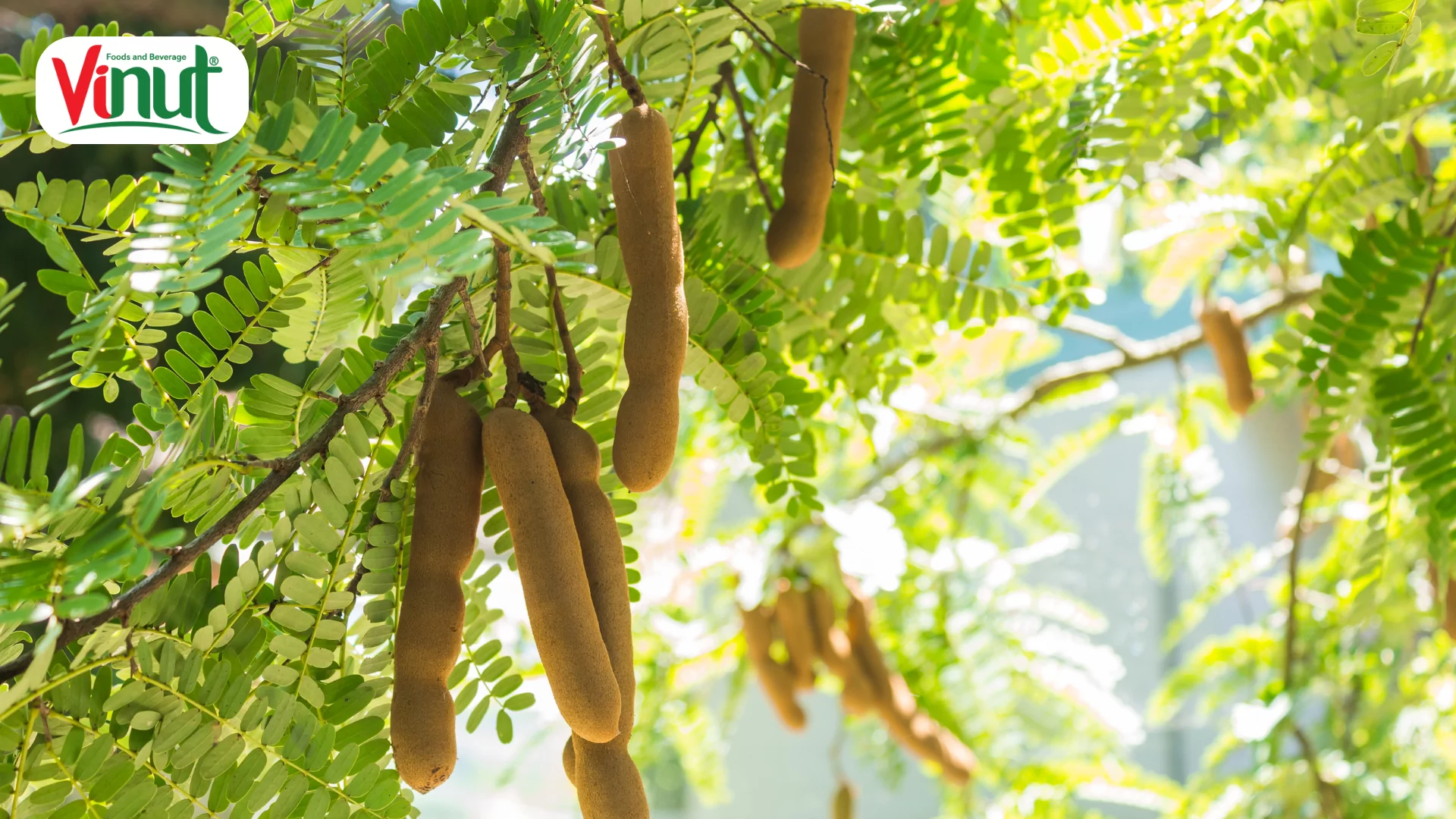 Tamarind: 7 Amazing Health Benefits of It You Shouldn’t Miss 3 tamarind