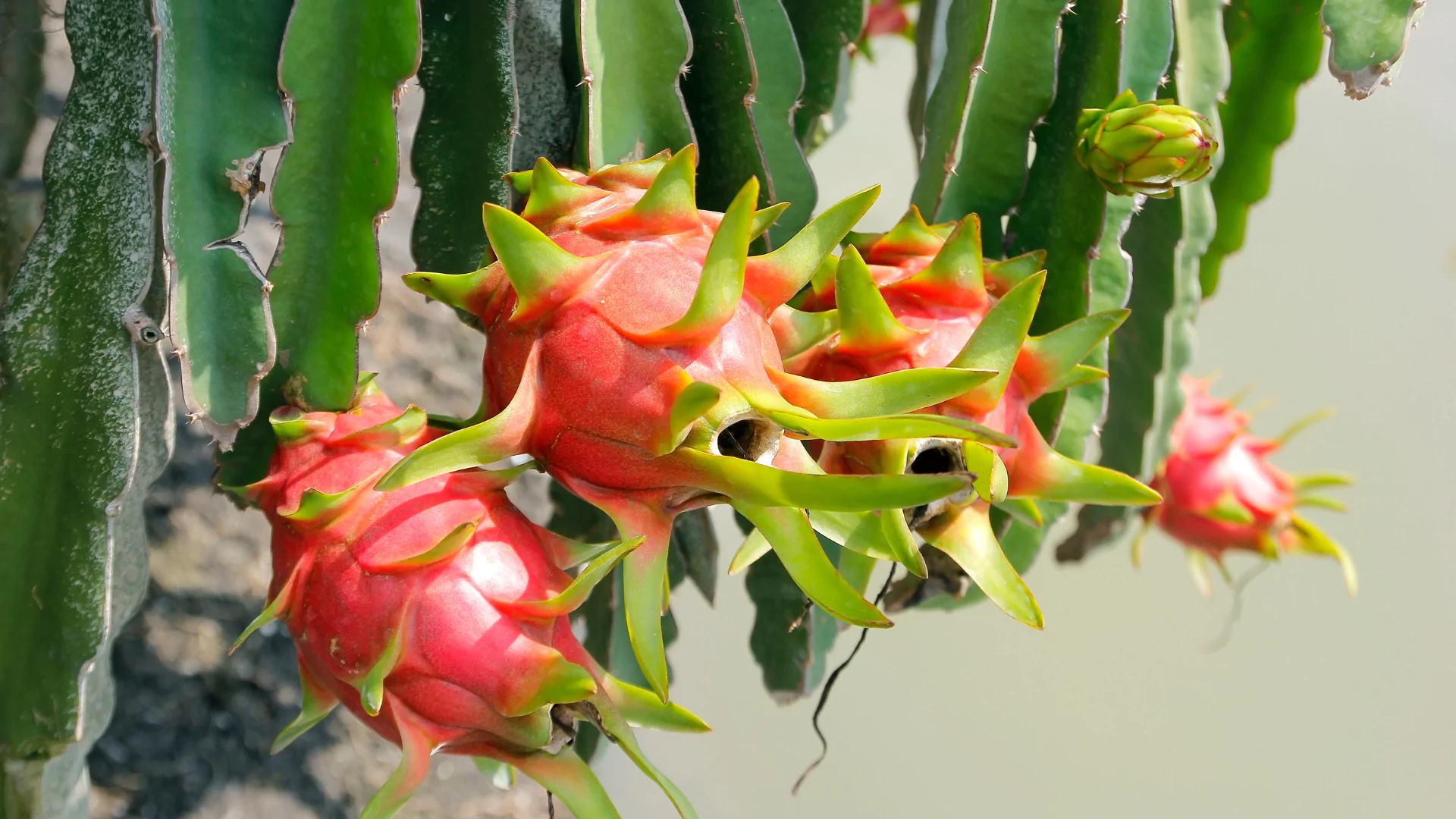 Dragon Fruit Juice - A Taste of Vietnam’s Tropical Goodness 3 Dragon Fruit