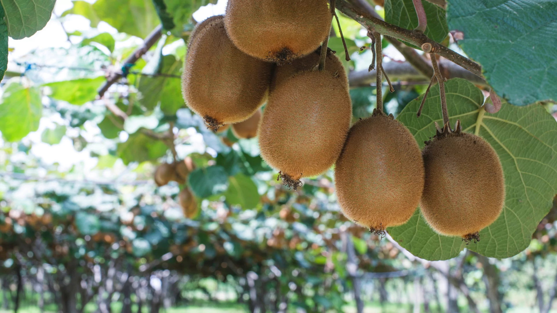 kiwi